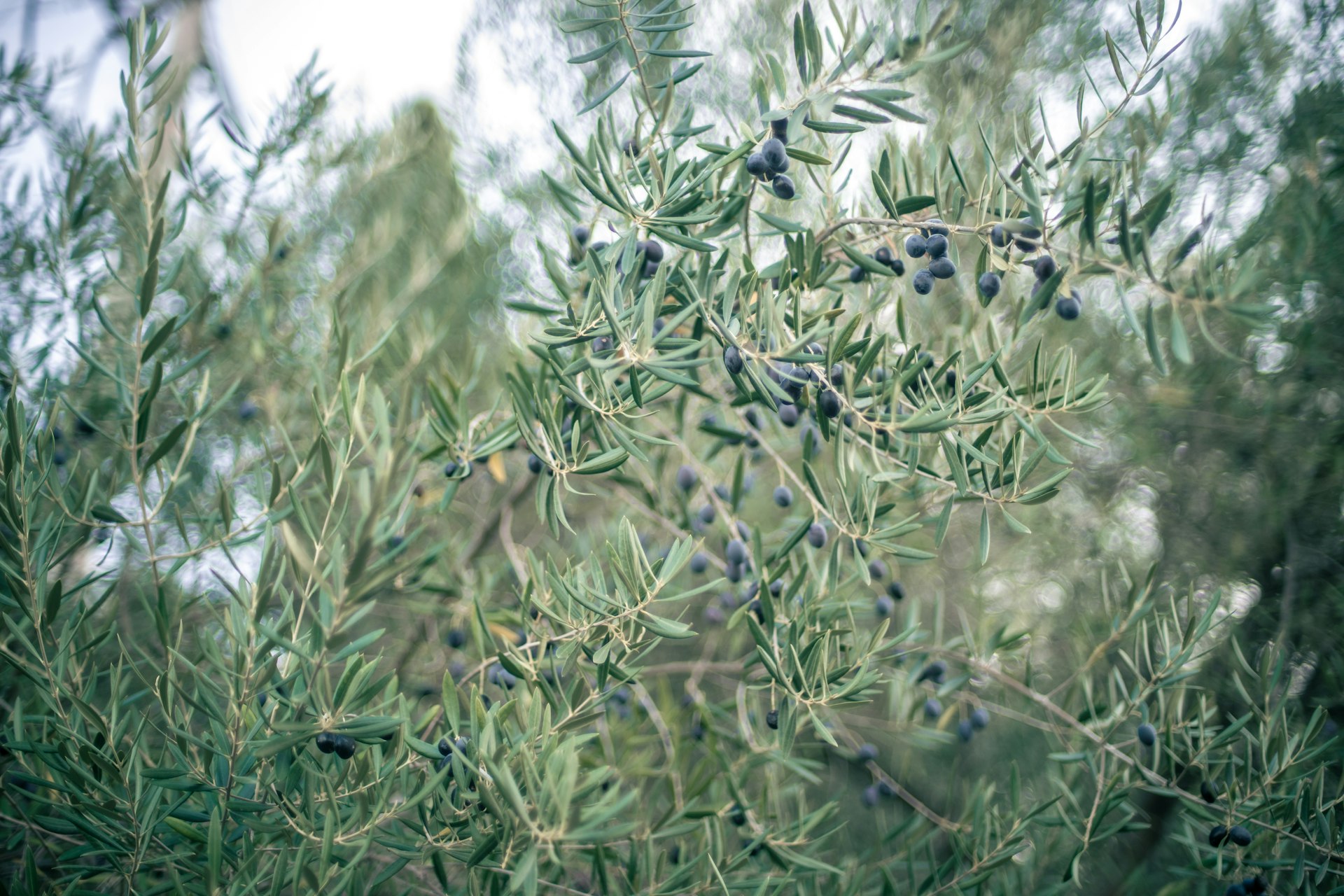 An olive tree with lots of olives growing on it